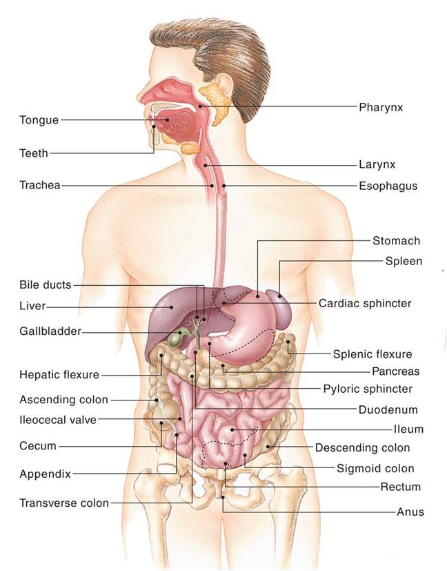 The digestive system