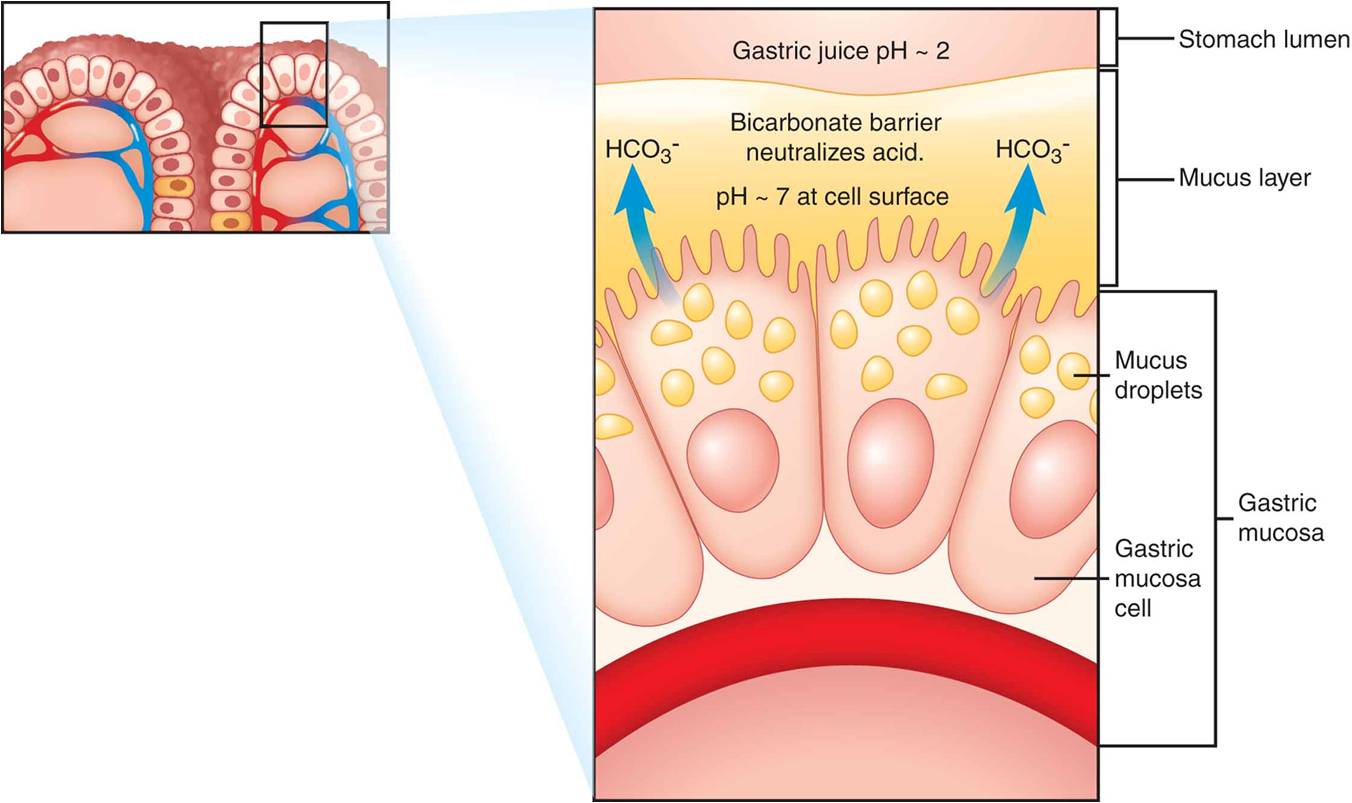 Natural defenses against stomach acid