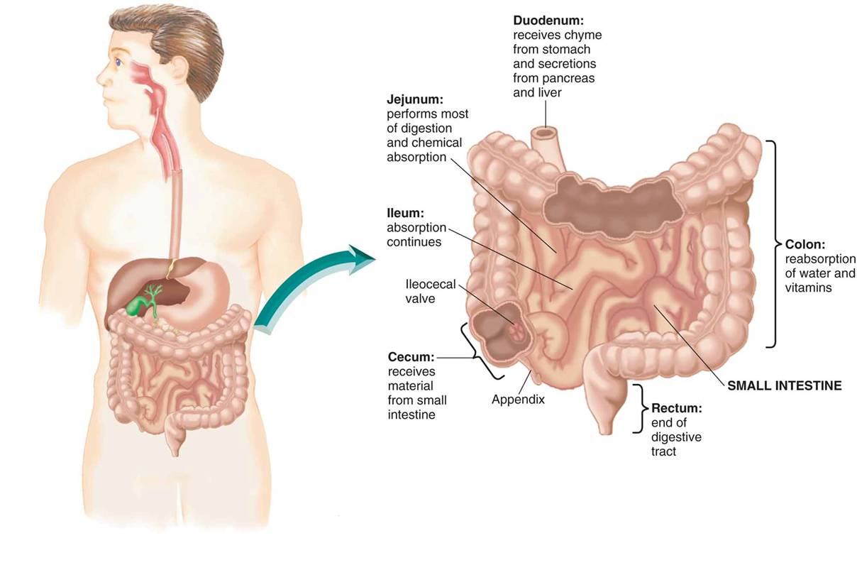 The digestive system: functions of the small intestine and large intestine (colon) 