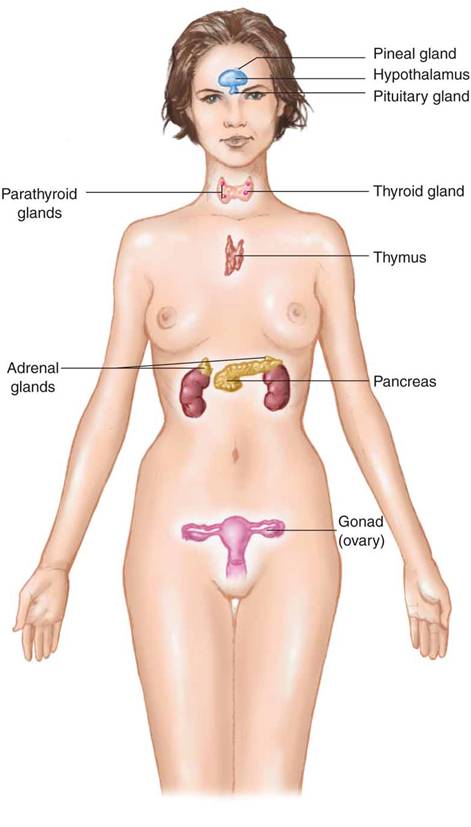 The endocrine system