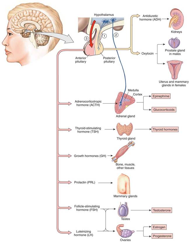 Hormones associated with the hypothalamus and the pituitary gland