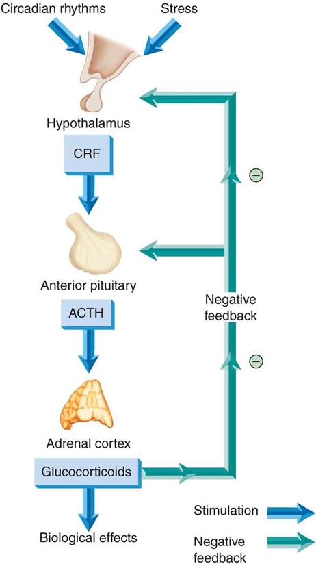 Feedback control of the adrenal cortex