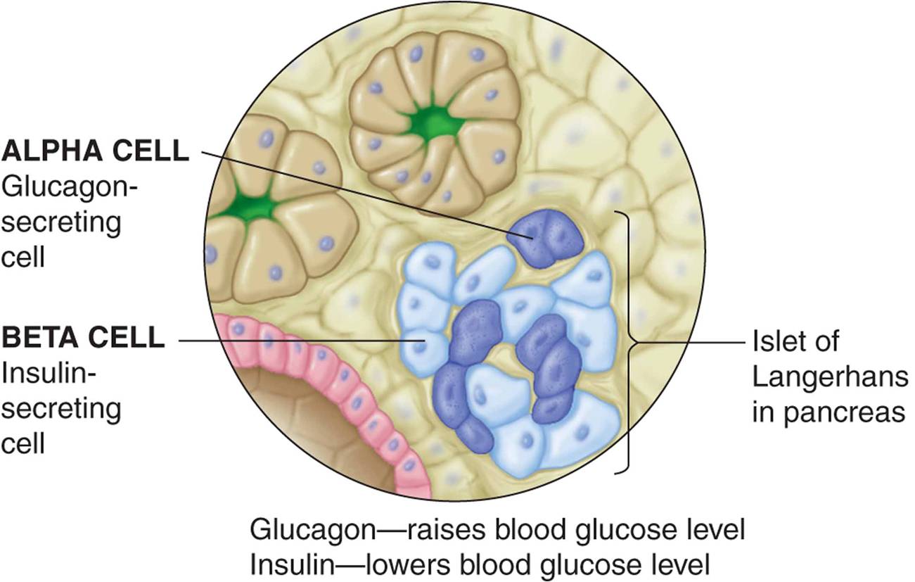 Glucagon- and insulin-secreting cells in the islets of Langerhans