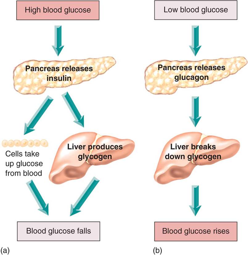 Insulin, glucagon, and blood glucose