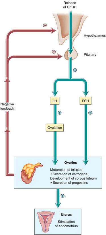 Negative feedback control of the female reproductive hormones