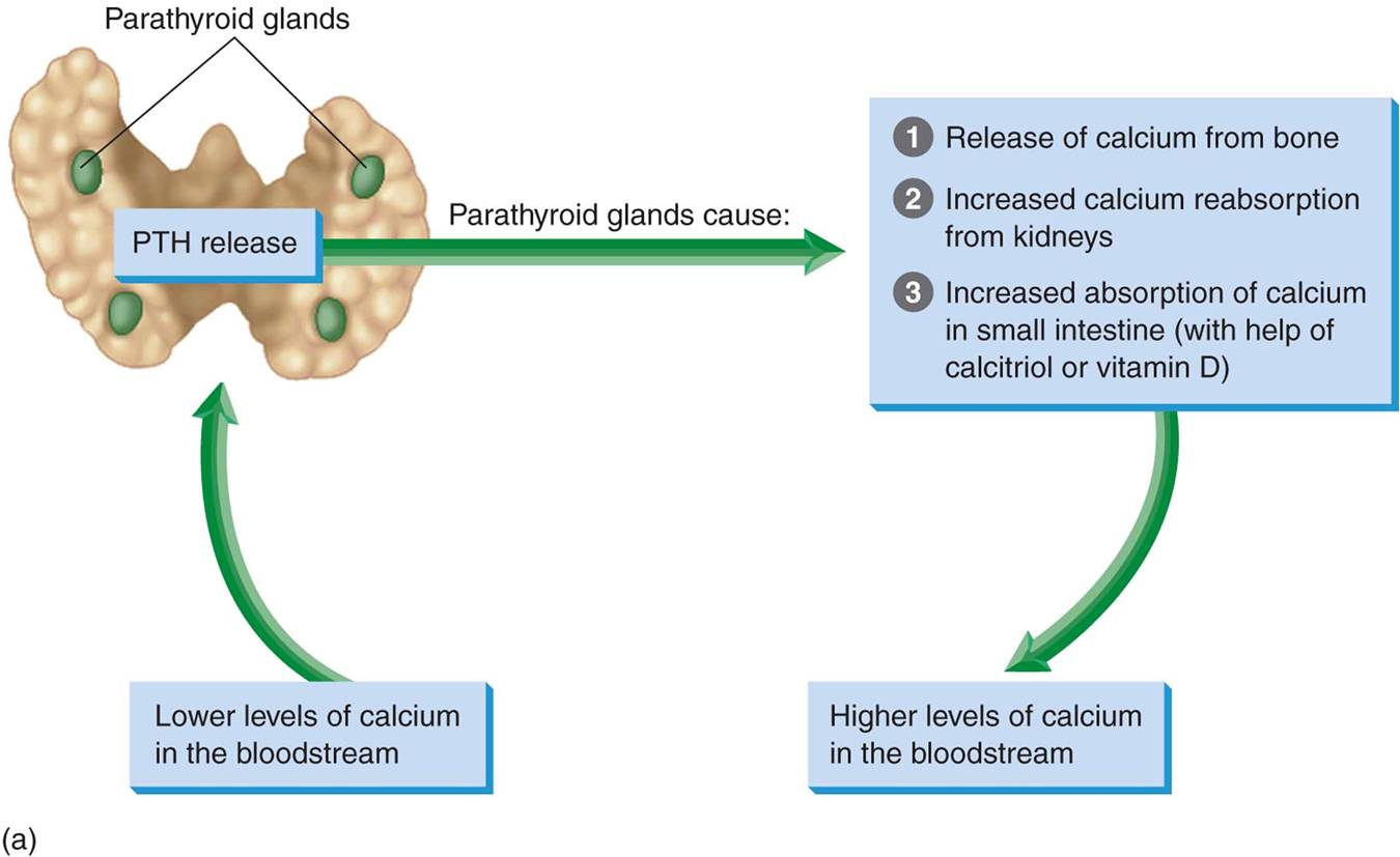 (a) Parathyroid hormone (PTH)