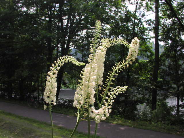 black cohosh