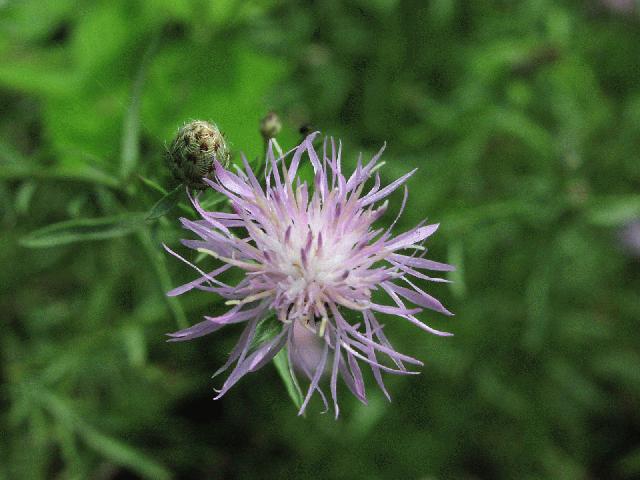 Black Knapweed