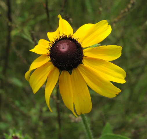 black-eyed susan (2)