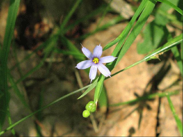 blue eyed grass