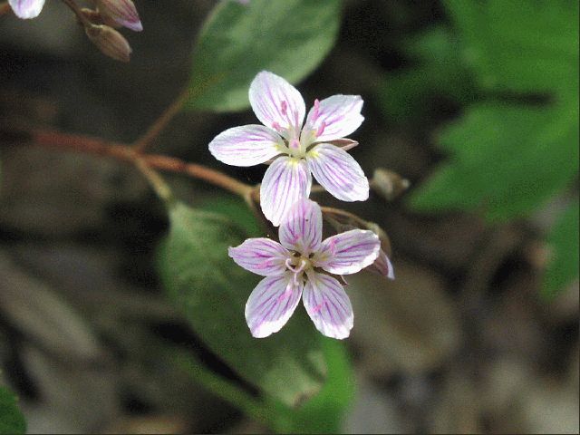 Carolina Spring Beauty