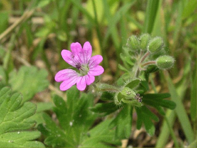 Dove's Foot Cranesbill