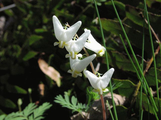 Dutchman's breeches