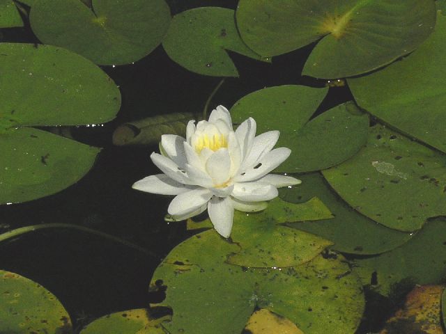 Fragrant water lily