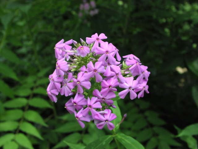 Garden Phlox