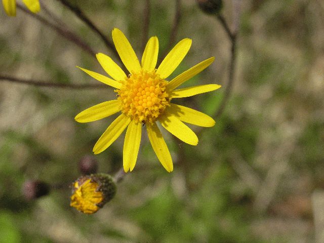 Golden Ragwort