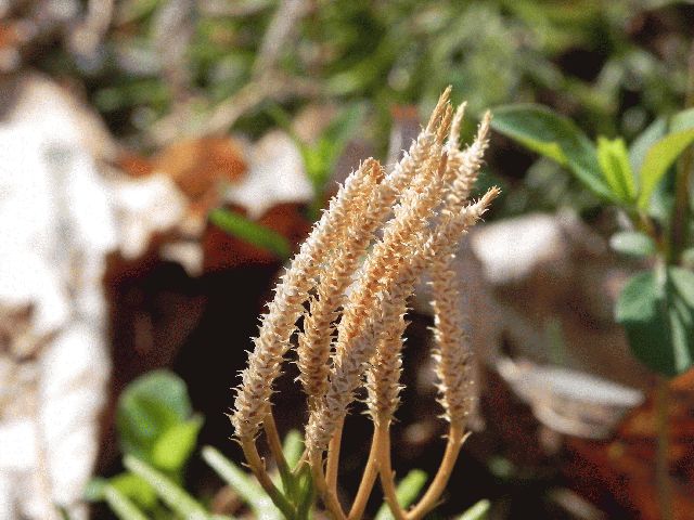 Ground Pine