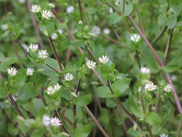 Mouse-ear Chickweed