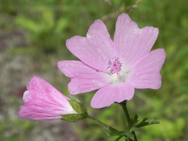 Musk Mallow