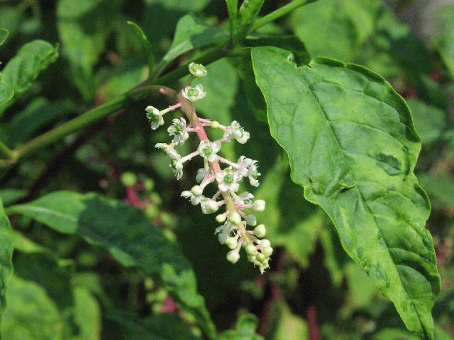 Pokeweed