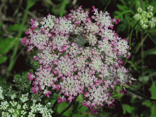 Queen Anne's Lace