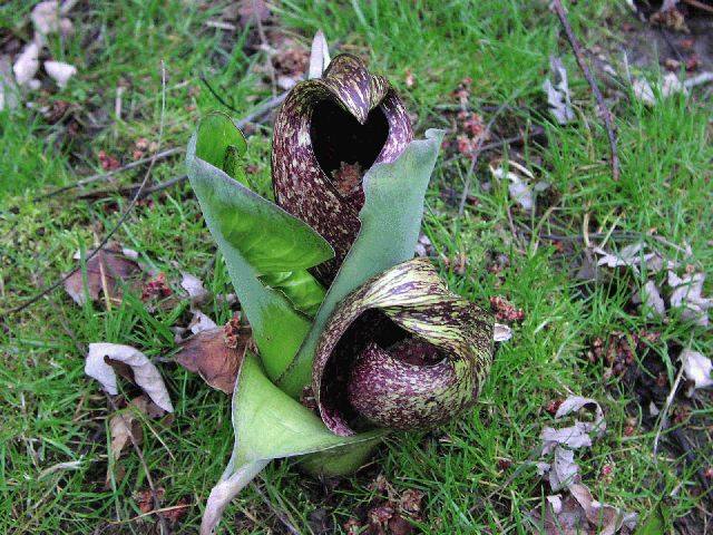 skunk cabbage