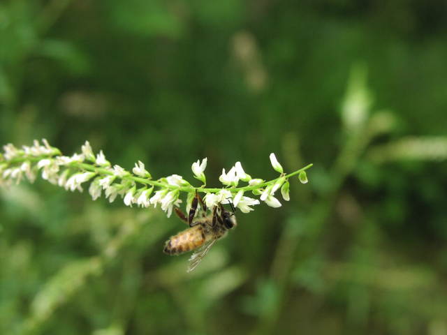 Sweet White Clover