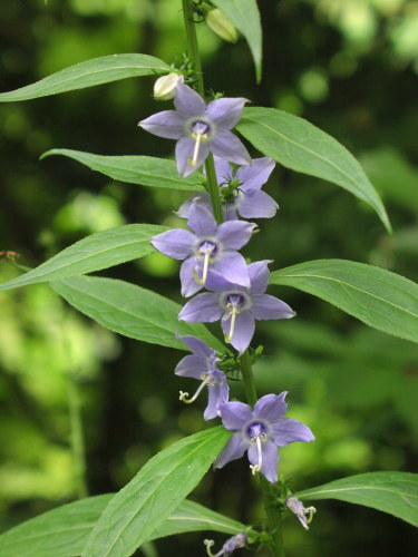 Tall Bellflower