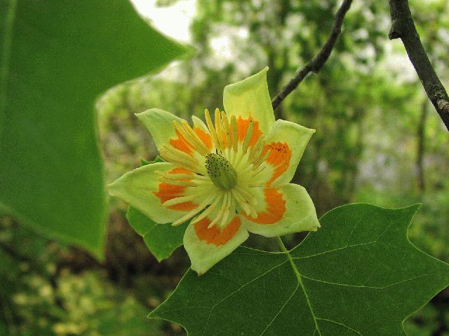 Tulip Tree