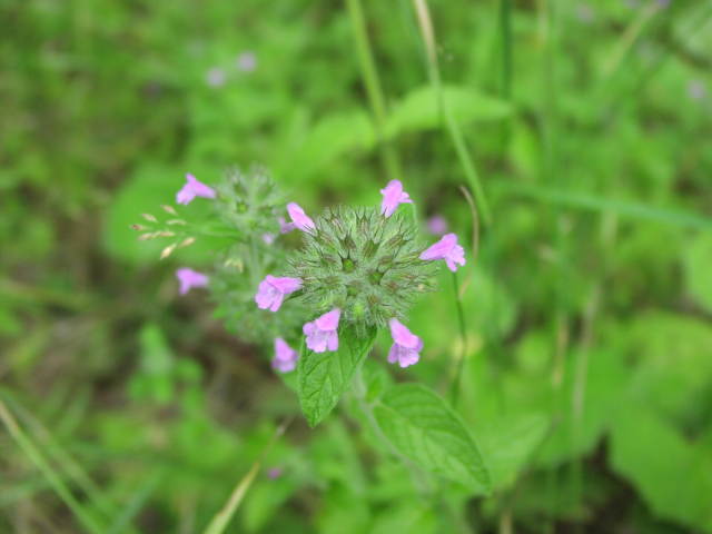 Wild Basil