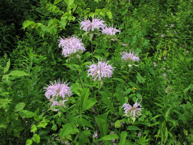 Wild Bergamot