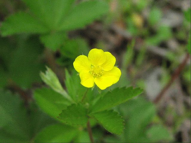 Common Cinquefoil