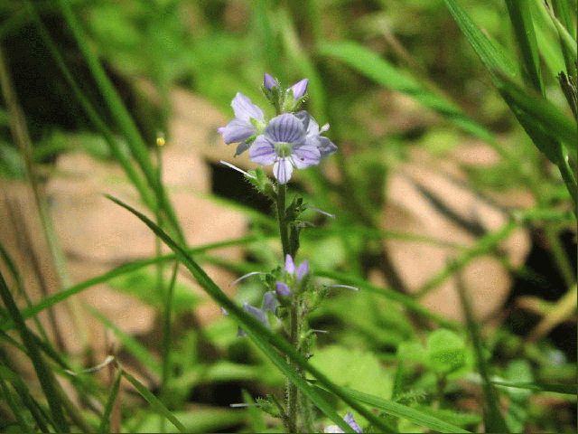 Common Speedwell