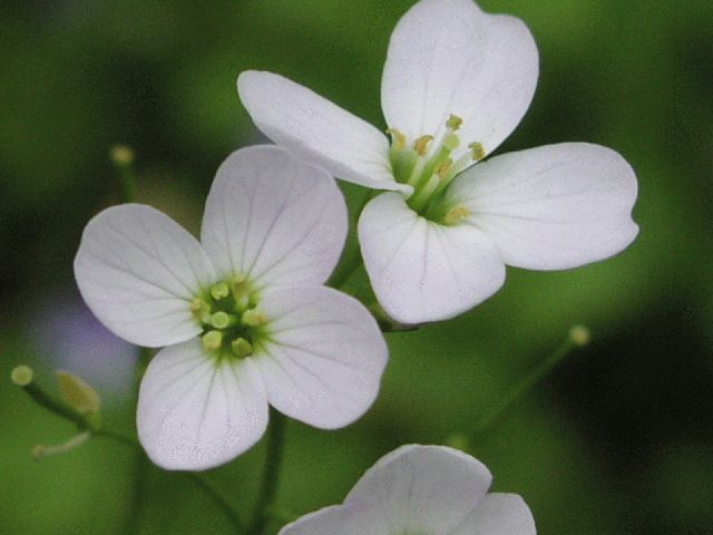 Cuckoo Flower