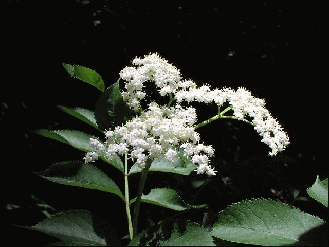 Elderberry