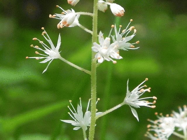 Foam Flower