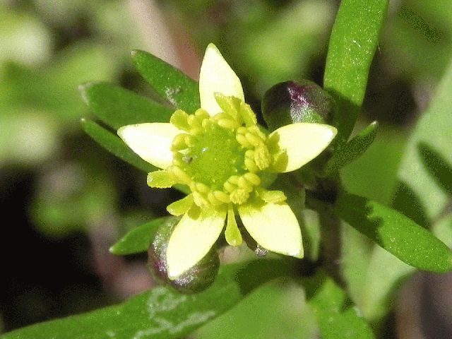 Kidney-Leaf Buttercup