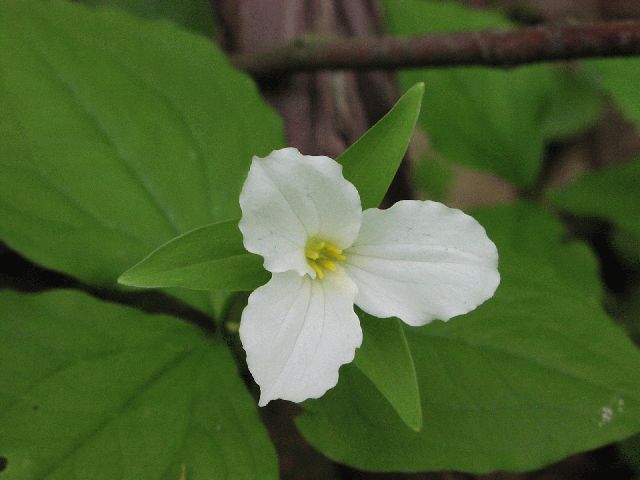 Large-Flowered Trillium