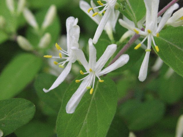 Morrows Honeysuckle