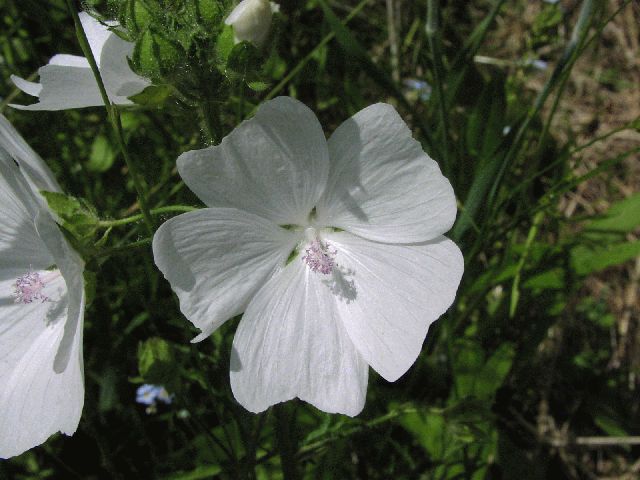 Musk Mallow