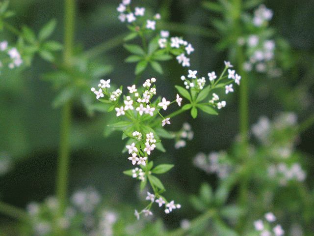 Rough Bedstraw