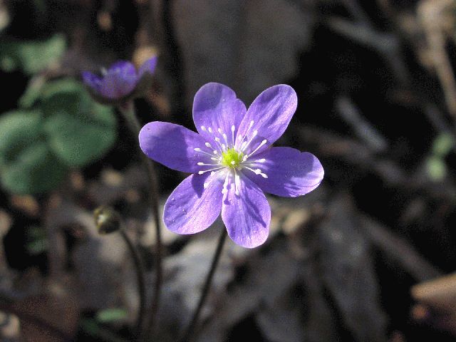 Round-Lobed Hepatica