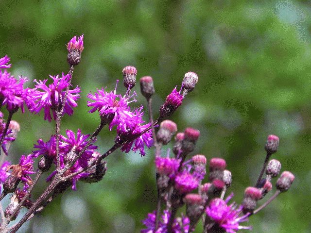 Tall Ironweed