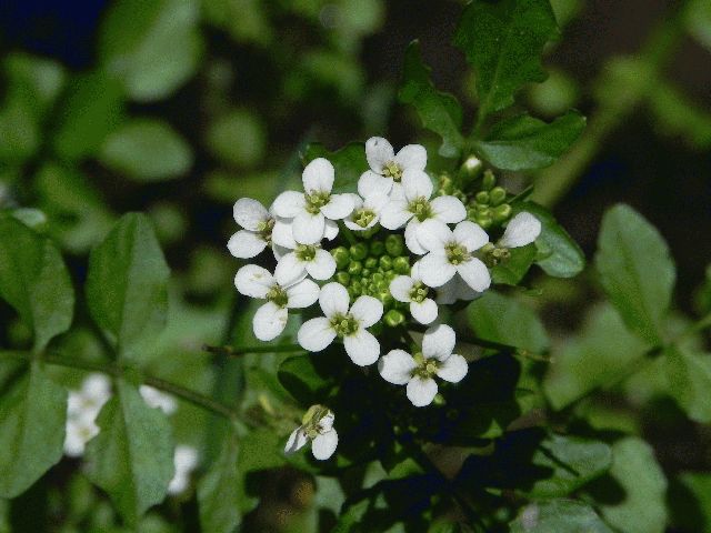 Watercress