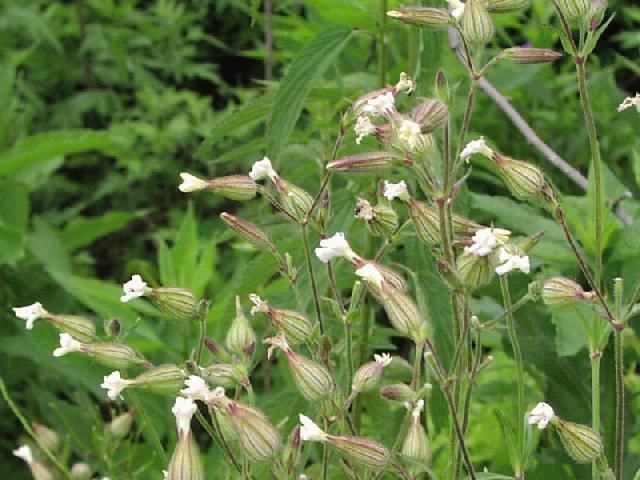 White Campion