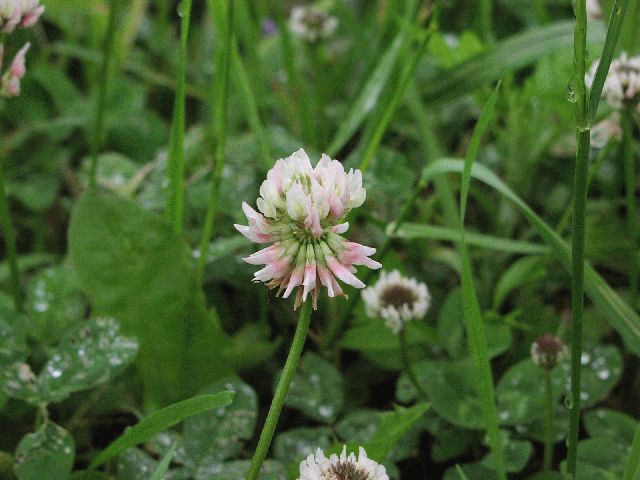 White Clover