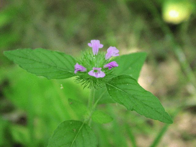 Wild Basil