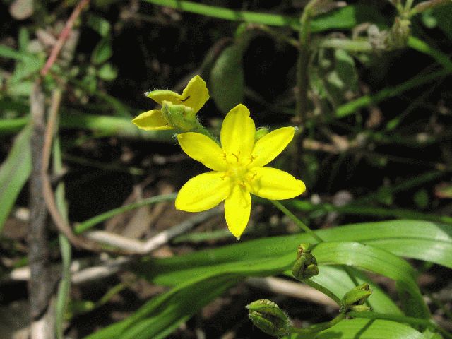 Yellow Star Grass