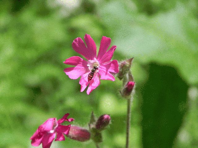 Red Campion