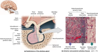 anatomy of pituitary gland